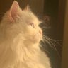 Persian Cat🚘 profil fotoğrafı