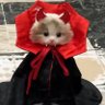 Фото профиля cat