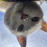 ๐ฆ SchizoDuckie ๐ฆ's profile picture