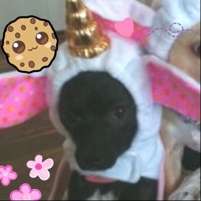 unicornmutt's profile picture