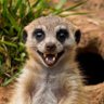 Gabriel Chimunhu's profile picture
