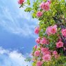 حمدان بن عبد الرحمن profil fotoğrafı