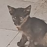 Profilbild von Fenerli deli