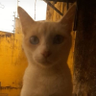 Michu's profile picture