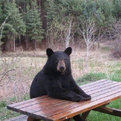 BlkBearReloaded's profile picture