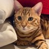 Angie สาขา 2 profil fotoğrafı