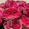 ام سلطان🕊️ profil fotoğrafı