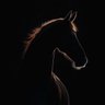 بـــدر's profile picture