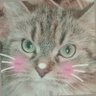Profilbild von ミロmayu🐯🐯😋🪽