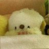 Profilbild von ぺち🦆