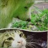 Фото профиля 動物愛護市民団体JCDL🐶🐱京都府亀岡市
