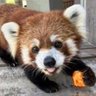 Фото профиля レッサーパンにゃ