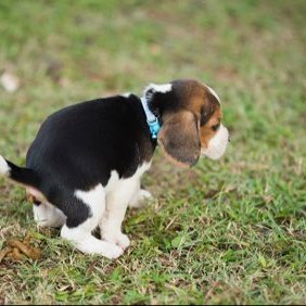 DumpsterTheBeagle's profile picture