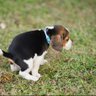 DumpsterTheBeagle profil fotoğrafı