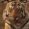 मटकासुर's profile picture