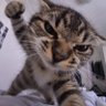 极度深寒 profil fotoğrafı