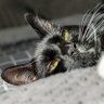 Neto profil fotoğrafı