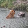 Shan Shan the Emo Tiger's profile picture