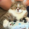 Profilbild von GambitMonkey