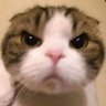 beyllow's profile picture