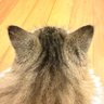 Profilbild von Popo