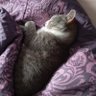 lilymoa's profile picture