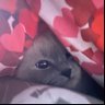 Evapss #AlvarezCimboma's profile picture