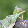 Фото профиля asherison4