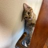 ゆかピン 的头像