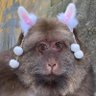 Profilbild von macaca xingxing com orelha de coelhinho