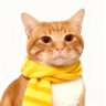 juno's profile picture