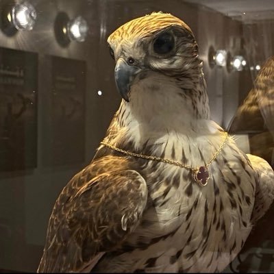 Şoreş✪'s profile picture