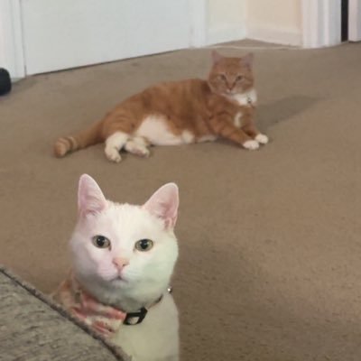 absraact's profile picture