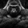 Profilbild von スケくじ