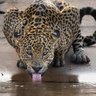 Фото профиля A vigília 🇧🇷🐅🇺🇲