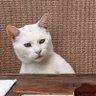EmbeMoo's profile picture
