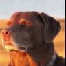 phatthanan Cake's profile picture