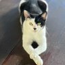 NEKO profil fotoğrafı
