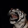 Sujal's profile picture