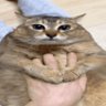 Profilbild von Fat Fucking Chud