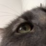 Profilbild von Cris