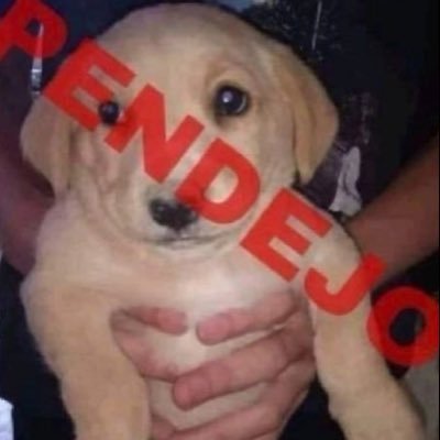 luke_goji's profile picture