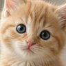 KittyKittyKitty 的头像