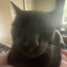 bernie bare's profile picture