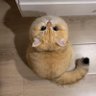 Profilbild von Neko