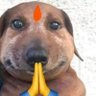Kalyug Hai bhai's profile picture