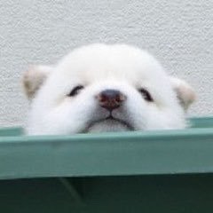 라움's profile picture
