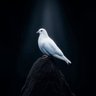 S.A.K's profile picture