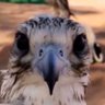 بارق الحربي 🇸🇦 的头像