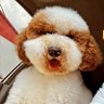 Фото профиля babyborji🐶💛Db